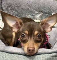 Millie Mae - Photo 1