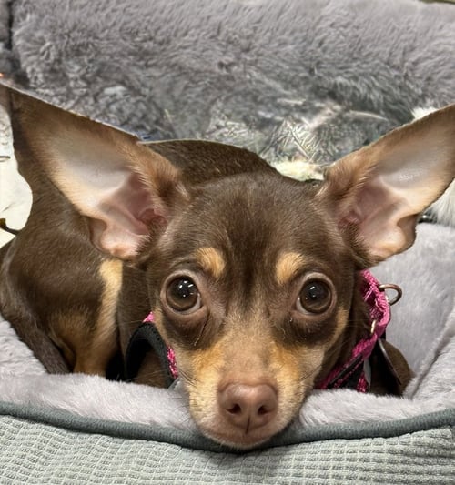 MILLIE MAE - Chihuahua available for adoption