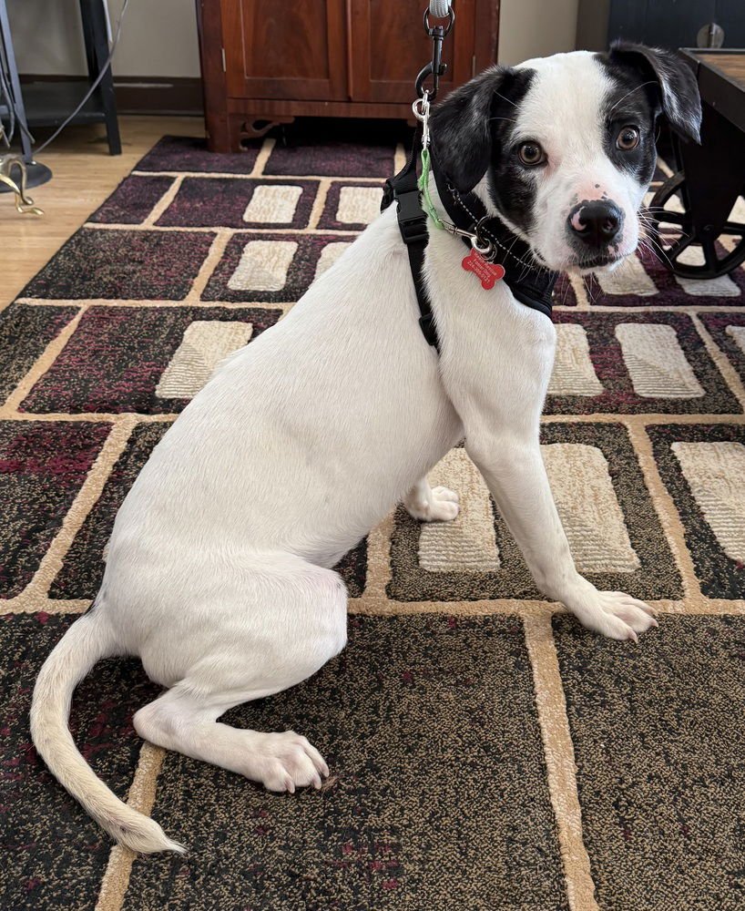 PEPERONCINI - Terrier for adoption in Kenosha