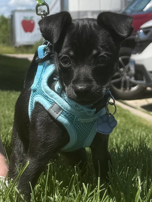 BOOTS - Chihuahua for adoption in Kenosha