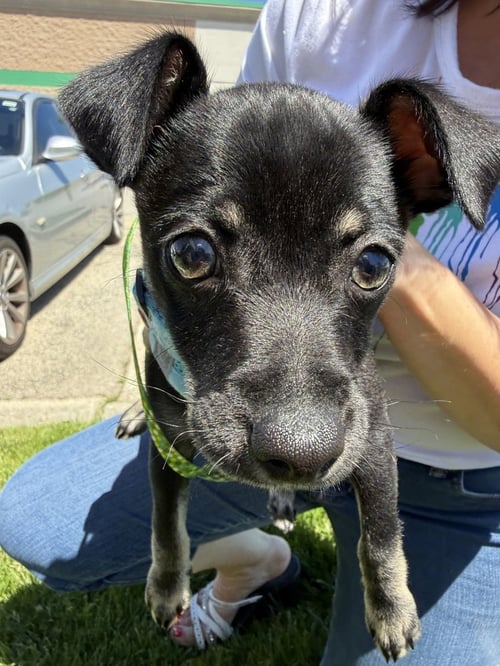 BOOTS - Chihuahua available for adoption