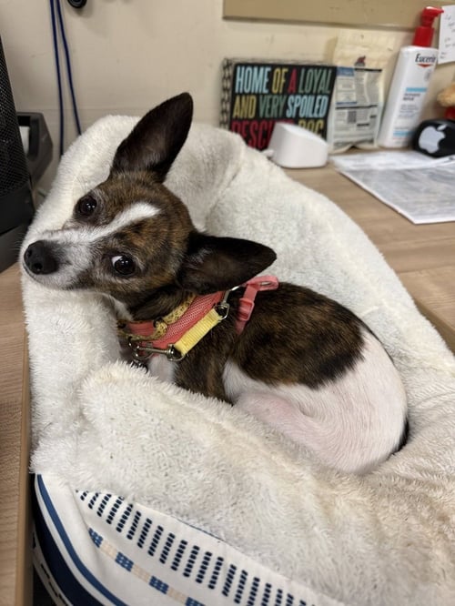KOEY - Chihuahua available for adoption