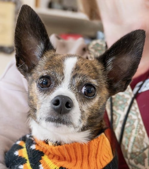 KOEY - Chihuahua available for adoption