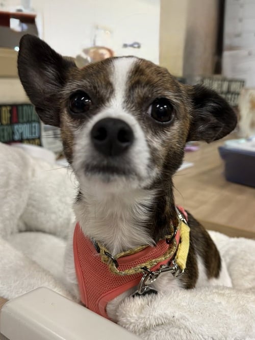 KOEY - Chihuahua available for adoption