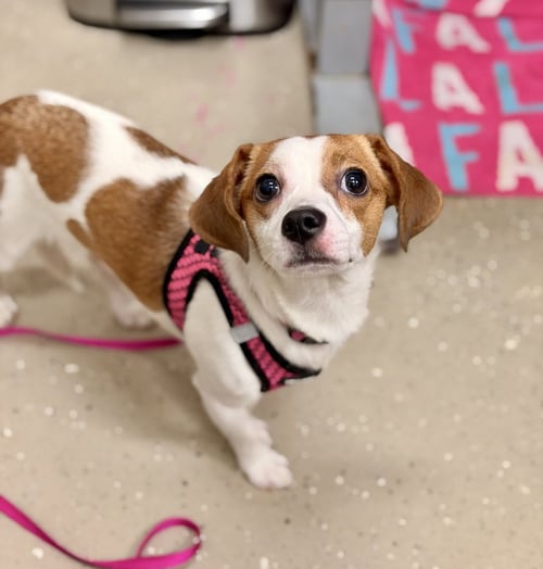CAYENNE - Terrier / Beagle available for adoption