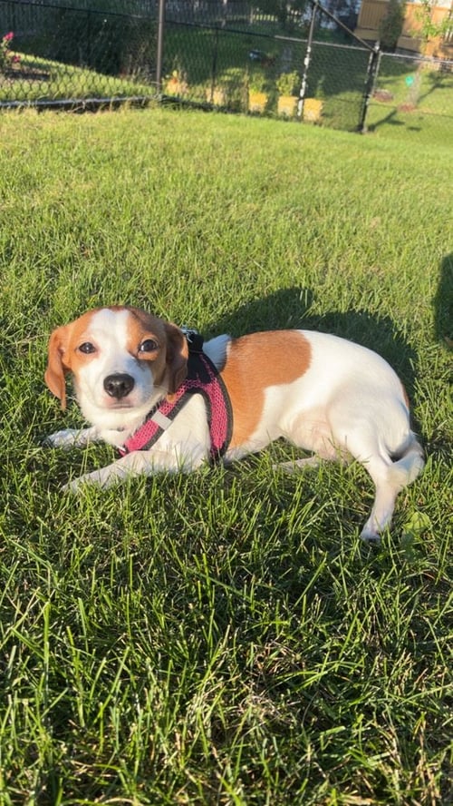 CAYENNE - Terrier / Beagle available for adoption