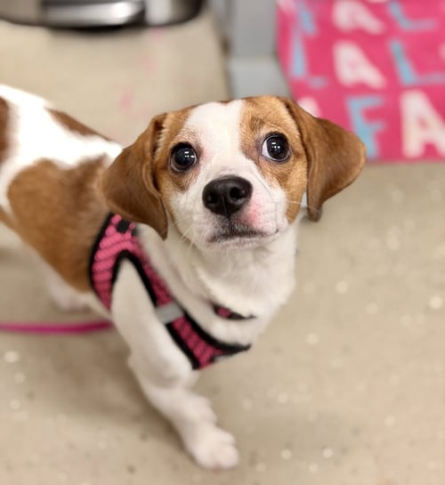 CAYENNE - Terrier / Beagle available for adoption