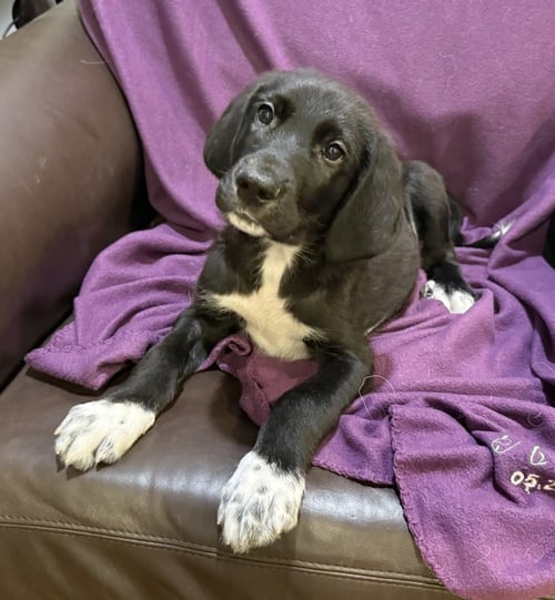 CHIPOTLE - Great Pyrenees / Great Dane for adoption in Kenosha