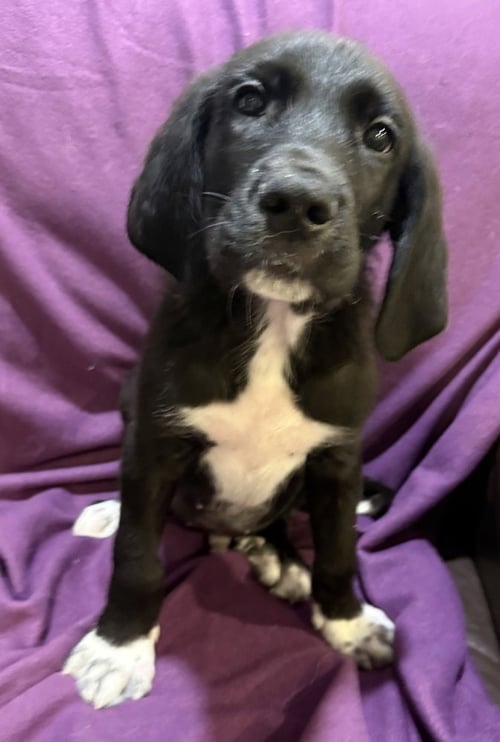 CHIPOTLE - Great Pyrenees / Great Dane available for adoption