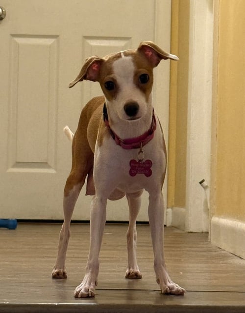 JOLENE - Italian Greyhound / Chihuahua available for adoption