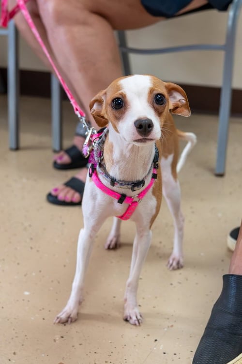 JOLENE - Italian Greyhound / Chihuahua available for adoption