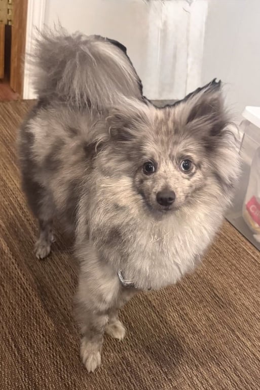 Chi Chi Image