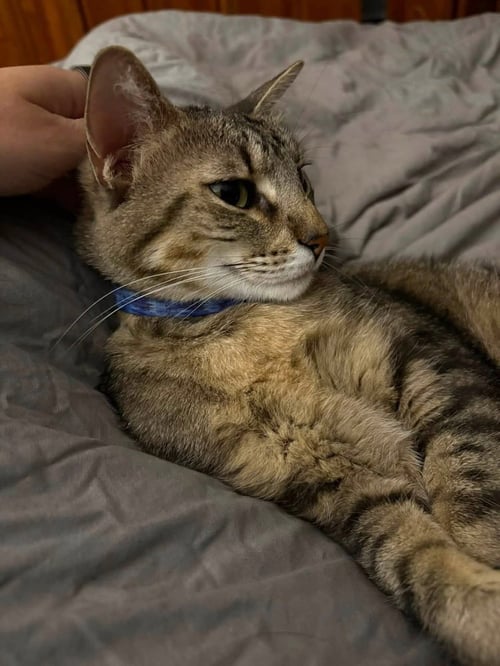 VALLEY - Domestic Short Hair available for adoption