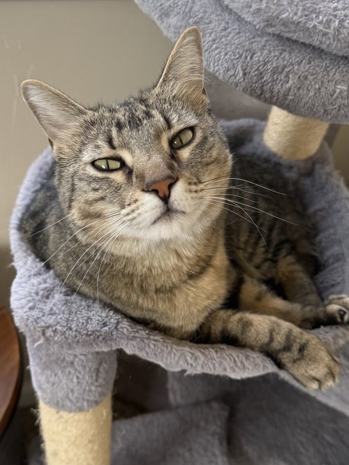 VALLEY - Domestic Short Hair available for adoption