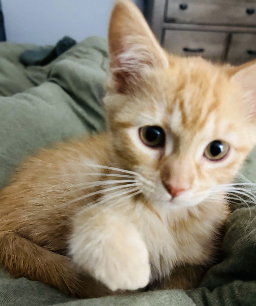 OPHELIA - Domestic Short Hair available for adoption