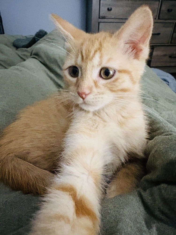 OPHELIA - Domestic Short Hair available for adoption