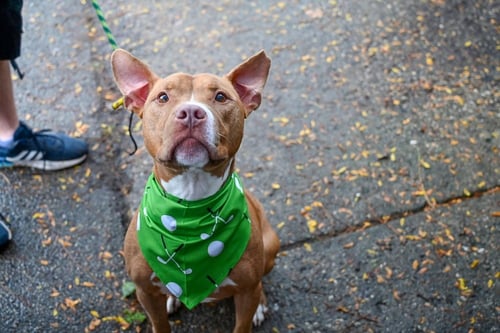 HARRISON FORD - Pit Bull Terrier available for adoption