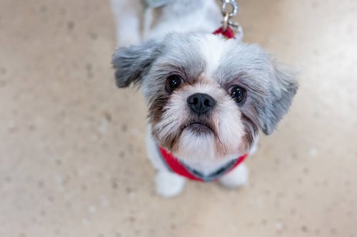 LARRY - Shih Tzu available for adoption