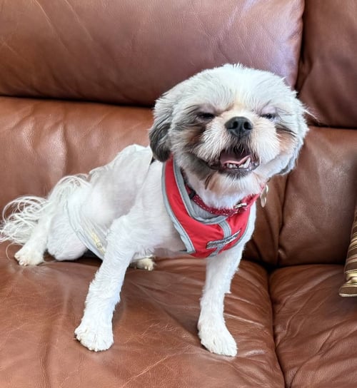LARRY - Shih Tzu available for adoption