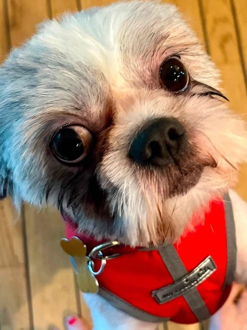LARRY - Shih Tzu available for adoption