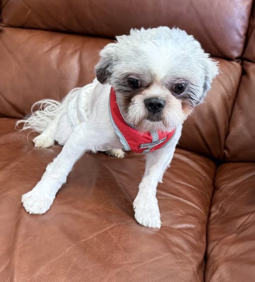 LARRY - Shih Tzu available for adoption