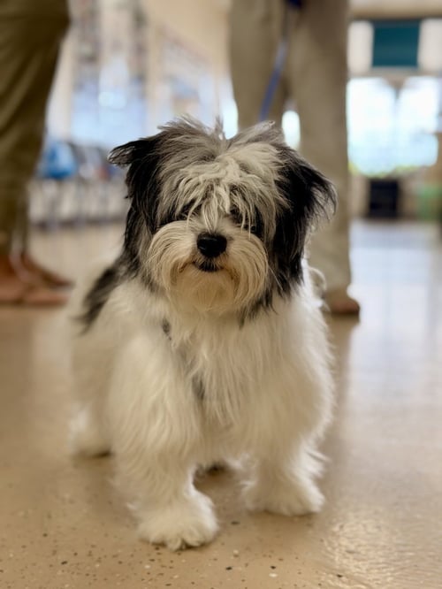 TATER TOT - Shih Tzu / Lhasa Apso available for adoption