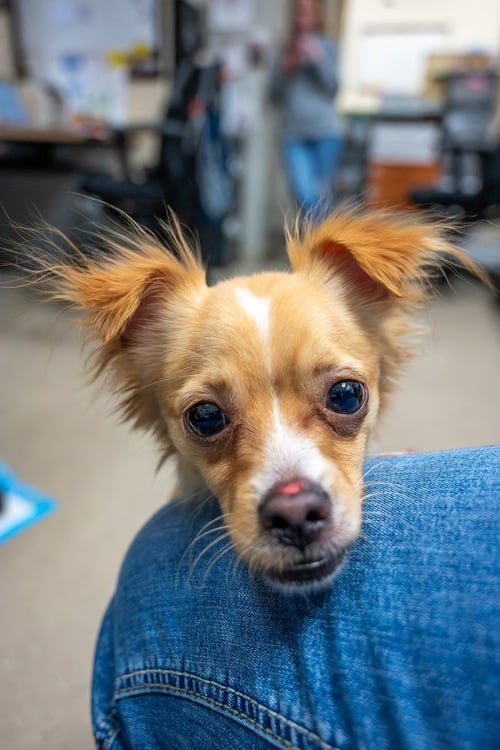 FRITO LAY - Chihuahua available for adoption