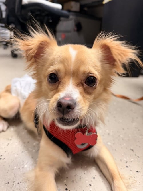 FRITO LAY - Chihuahua available for adoption
