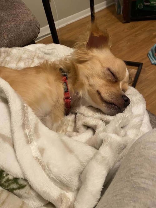 FRITO LAY - Chihuahua available for adoption