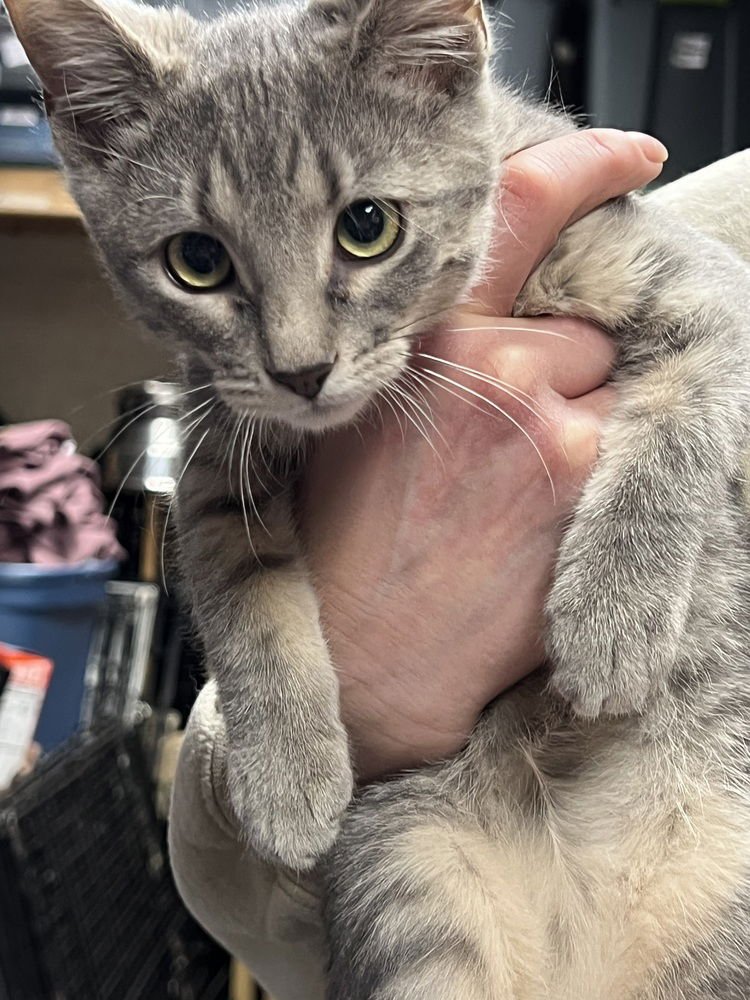 SHIMMER - Domestic Short Hair available for adoption