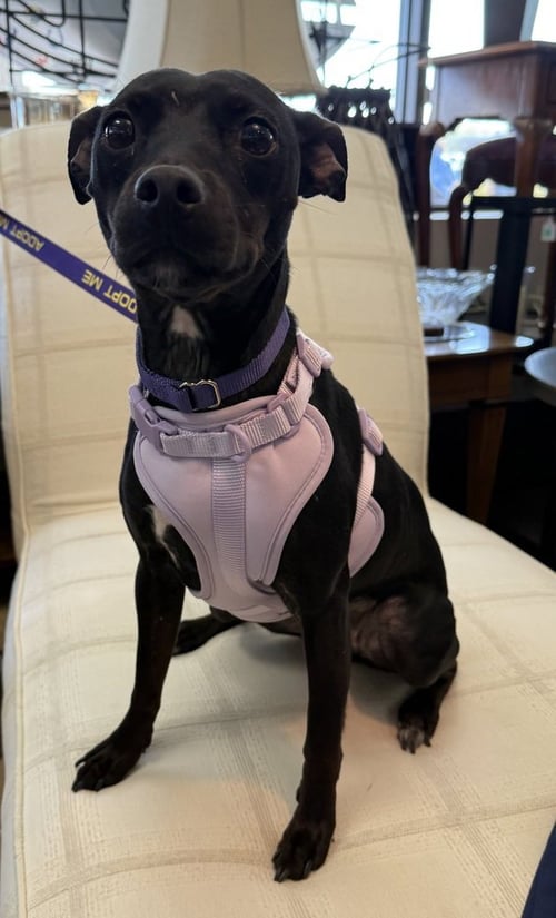SAVVY - Manchester Terrier available for adoption