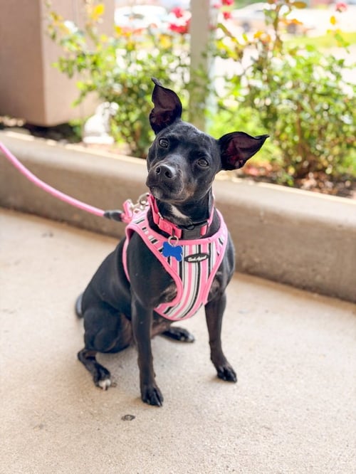 SAVVY - Manchester Terrier for adoption in Kenosha