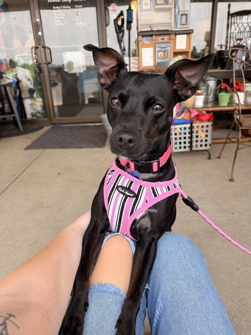 SAVVY - Manchester Terrier available for adoption