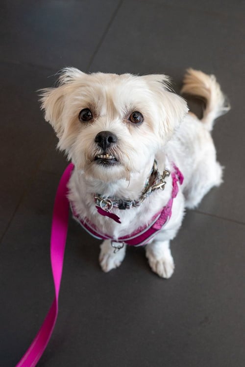 CHIQUITA - Maltese / West Highland White Terrier Westie available for adoption