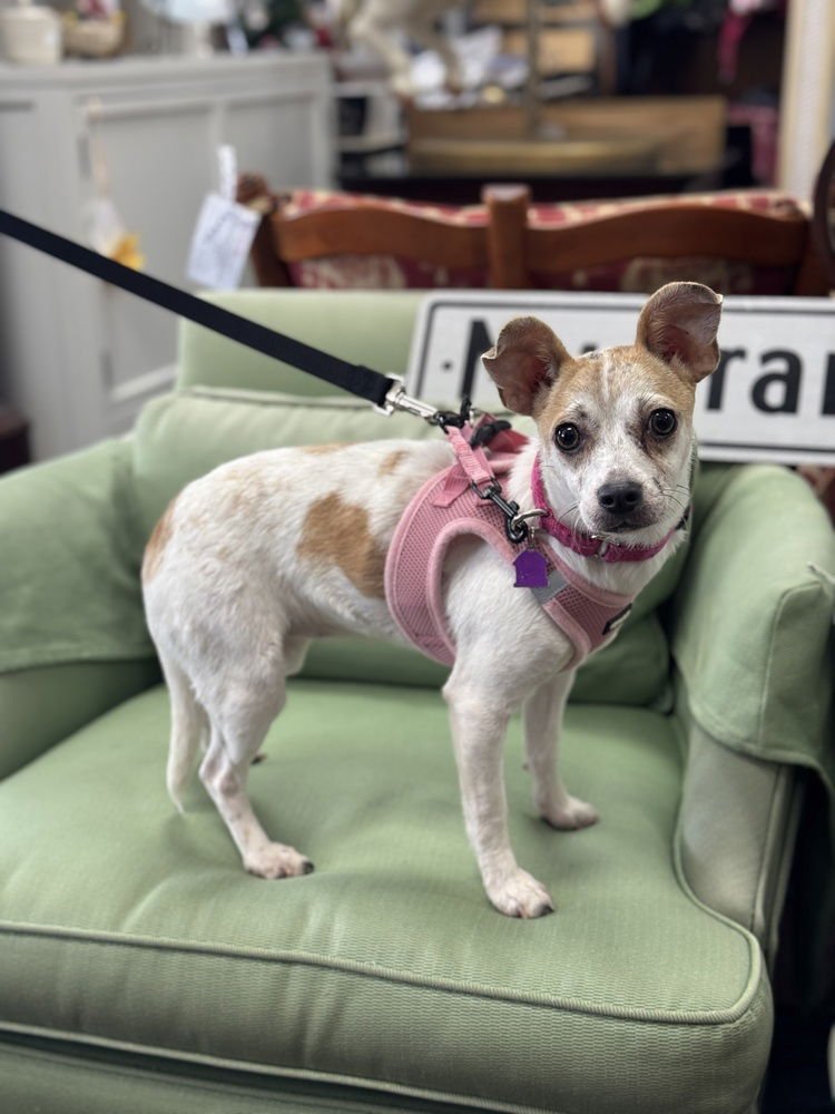 SHORTBREAD - Chihuahua available for adoption