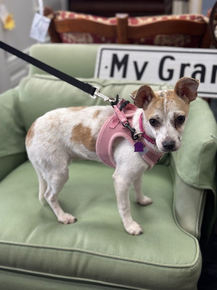 Shortbread - Photo 3