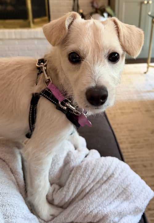 MAE MAE - Terrier available for adoption