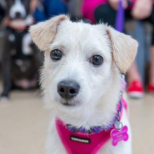 MAE MAE - Terrier available for adoption