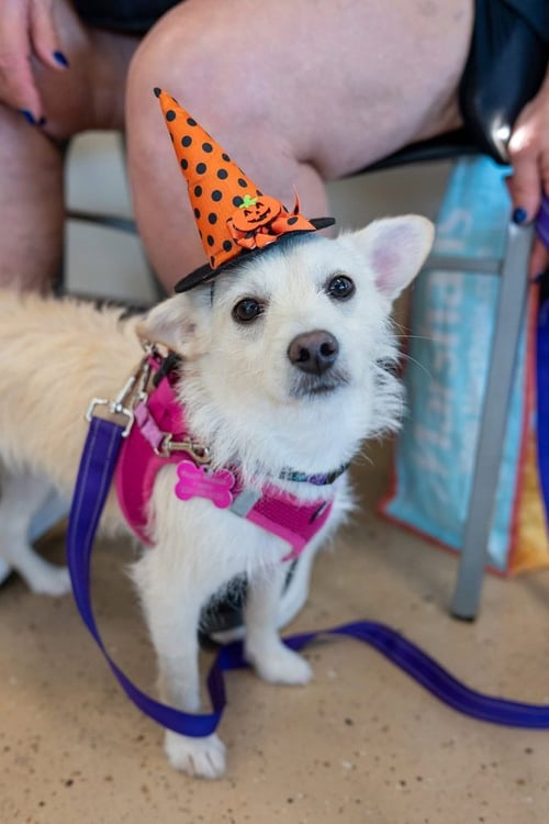 MAE MAE - Terrier available for adoption