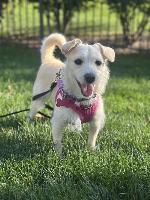 MAE MAE - Terrier available for adoption