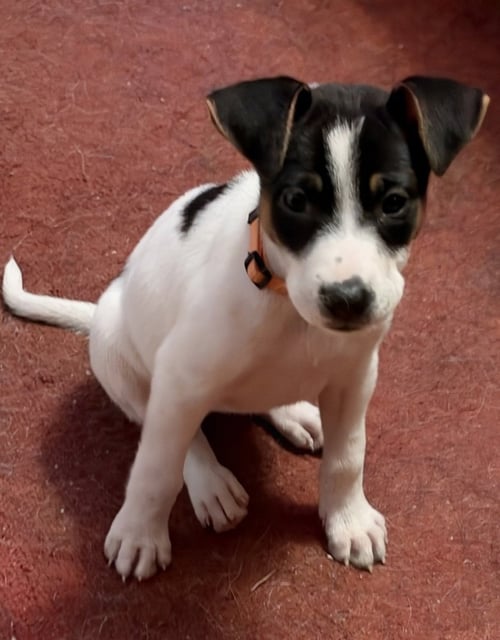 LOUISE - Labrador Retriever available for adoption