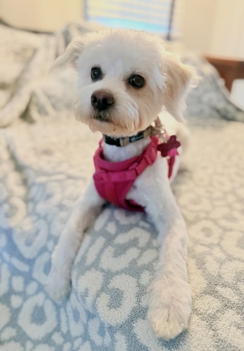 CREAM PUFF - Bichon Frise available for adoption