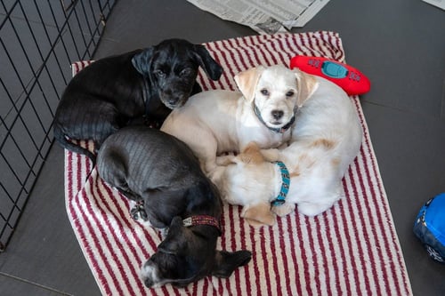 IGGY - Cocker Spaniel available for adoption