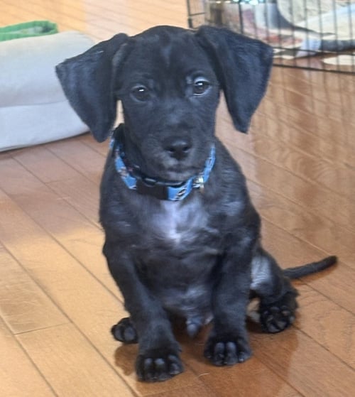 IGGY - Cocker Spaniel available for adoption