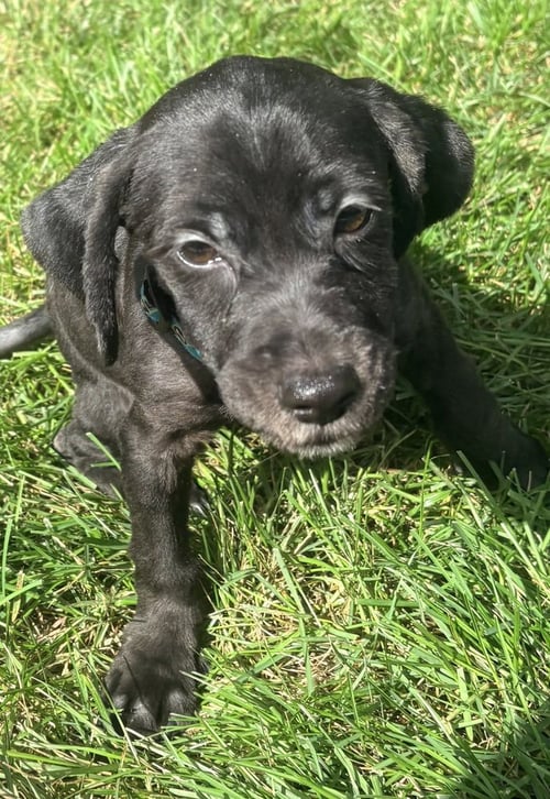 IGGY - Cocker Spaniel available for adoption