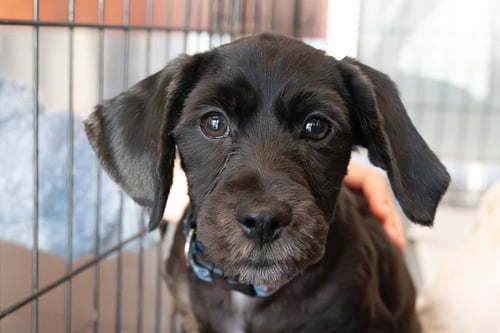 IGGY - Cocker Spaniel available for adoption