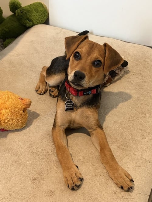 KIMI ANTONELLI - Beagle / Chihuahua available for adoption