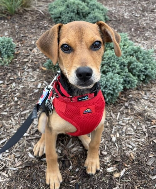 KIMI ANTONELLI - Beagle / Chihuahua available for adoption