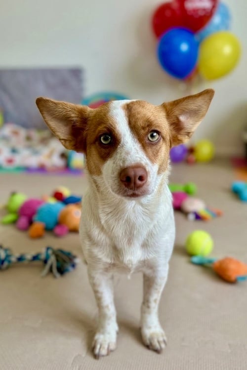 HONEY - Corgi available for adoption