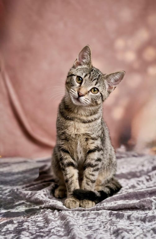 Wally Image
